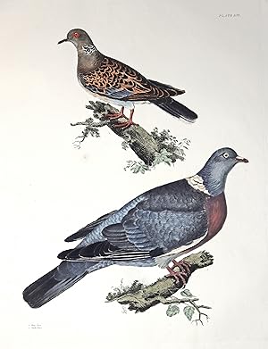 Bild des Verkufers fr Ring Dove - Turtle Dove - Ringeltaube -Turteltaube. zum Verkauf von Antiquariat Clemens Paulusch GmbH