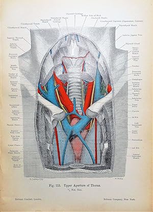 ANTERIOR SECTION ADULT THORAX Original Antique Anatomy Lithographed Print 1906