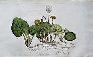 Antique Botanical Flower Print COLTSFOOT TUSSILAGO Curtis Large Flora Londinensis 1777