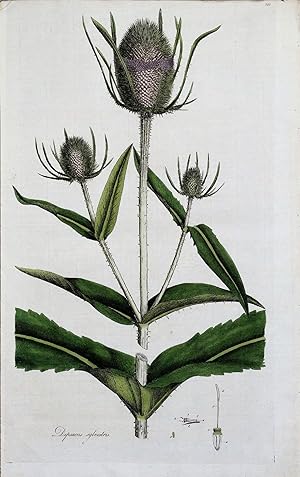 Antique Botanical Print WILD TEASEL DIPSACUS Curtis Large Flora Londinensis 1777