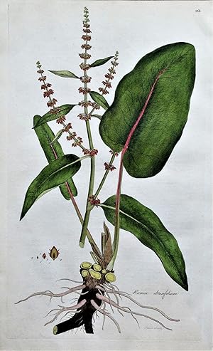Antique Botanical Print BITTER DOCK RUMEX Curtis Flora Londinensis 1777
