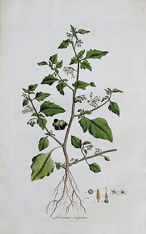 Antique Botanical Print GARDEN NIGHTSHADE Curtis Flora Londinensis 1777