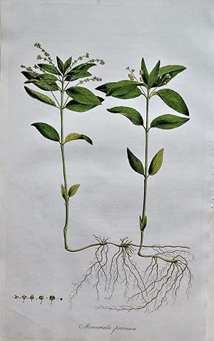 Antique Botanical Print MERCURIALIS PERENNIS Curtis Large Flora Londinensis 1777