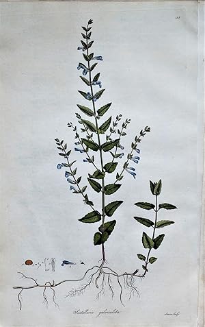 Antique Botanical Print HOODED WILLOW HERB Curtis Large Flora Londinensis 1777