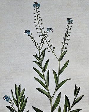 Antique Botanical Print MYOSOTIS SCORPIOIDES Curtis Flora Londinensis 1777