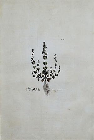 Antique Botanical Print WALL SPEEDWELL Curtis Flora Londinensis 1777