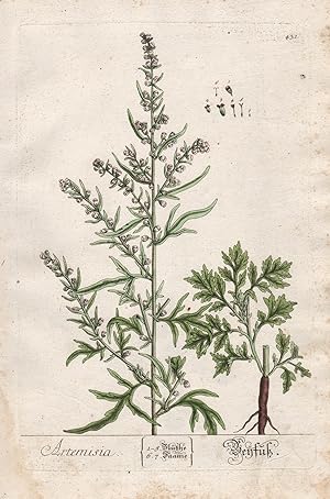 "Artemisia - Beyfuß" - Beifuß mugwort wormwood Wermut Pflanze plant botanical botany Kräuterbuch ...