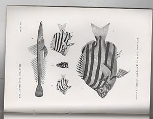 Imagen del vendedor de Studies In Ichthyology No. 4. Records of The Australian Museum Vol. XVIII, No.3. a la venta por Time Booksellers