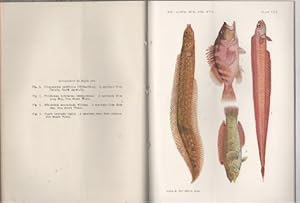 Image du vendeur pour Studies In Ichthyology No. 3. Records of The Australian Museum Vol. XVII, No.3. mis en vente par Time Booksellers