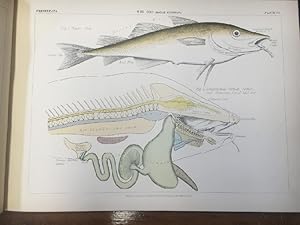 Bild des Verkufers fr Zoological Atlas (including Comparative Anatomy) With Practical Directions and Explanatory Text for the Use of Students. Vertebrata. zum Verkauf von Time Booksellers