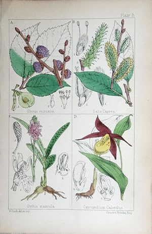 Image du vendeur pour Saxifraga; Leontodon; Bellis; Vinca. mis en vente par theoldmapman