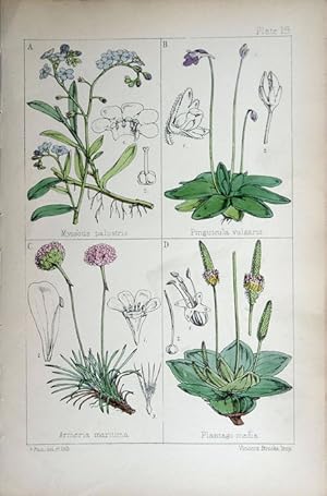 Image du vendeur pour Myosotis; Pinguicula; Armeria; Plantago. mis en vente par theoldmapman