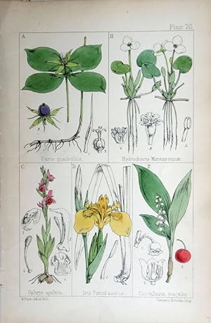 Seller image for Paris; Hydrocharis; Ophrys; Iris; Convallaria. for sale by theoldmapman