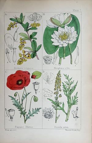 Image du vendeur pour Berberis; Nymphaea; Papaver; Reseda. mis en vente par theoldmapman