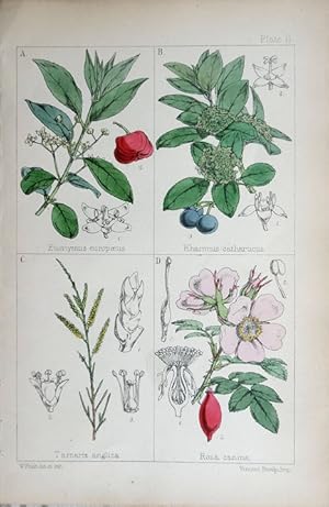 Image du vendeur pour Euonymus; Rhamnus; Tamarix; Rosa. mis en vente par theoldmapman