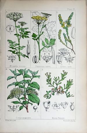 Image du vendeur pour Oeanthe; Pastinaca; Sedum; Cornus; Montia. mis en vente par theoldmapman