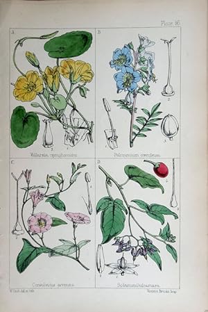 Image du vendeur pour Villarsia; Polemonium; Convolvulus; Solanum. mis en vente par theoldmapman