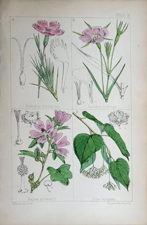 Image du vendeur pour Dianthus; Lychnis; Malva; Tilia. mis en vente par theoldmapman
