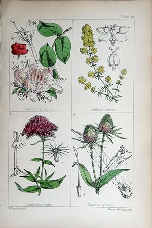 Image du vendeur pour Lonicera; Galium; Centranthus; Dipsacus. mis en vente par theoldmapman