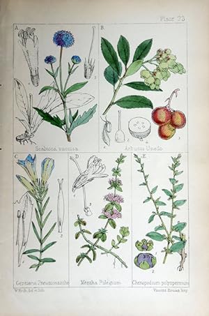 Image du vendeur pour Scabiosa; Arbutus; Gentiana; Mentha; Chenopodium. mis en vente par theoldmapman