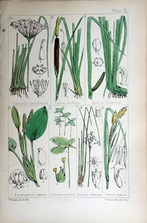 Image du vendeur pour Butomus; Typha; Acorus; Potamogeton; Lemna; Juncus; Carex. mis en vente par theoldmapman