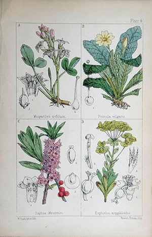 Image du vendeur pour Menyanthes; Primula; Daphne; Euphorbia. mis en vente par theoldmapman