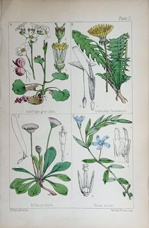 Image du vendeur pour Ulmus; Salix; Orchis; Cypripedium. mis en vente par theoldmapman