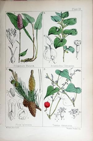 Image du vendeur pour Polygonum; Aristolochia; Pinus; Tamus. mis en vente par theoldmapman