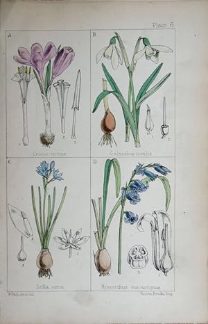 Image du vendeur pour Crocus; Galanthus; Scilla; Hyacinthus. mis en vente par theoldmapman
