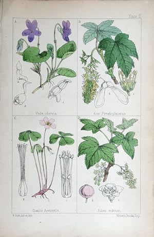 Image du vendeur pour Viola; Acer; Oxalis; Ribes. mis en vente par theoldmapman