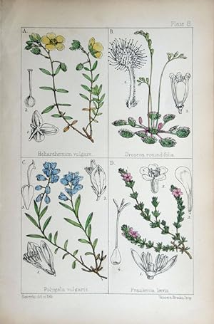 Image du vendeur pour Helianthemum; Drosera; Polygala; Frankenia. mis en vente par theoldmapman