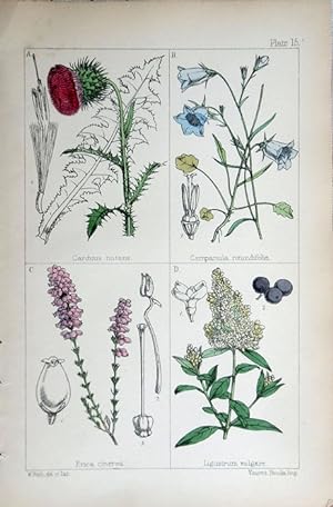 Image du vendeur pour Carduus; Campanula; Erica; Ligustrum. mis en vente par theoldmapman