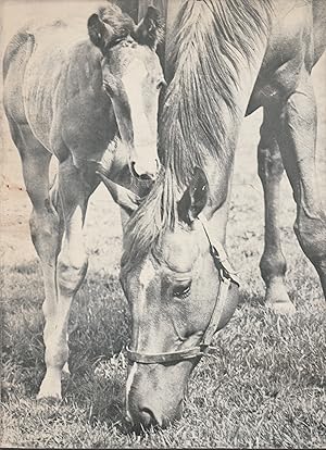 Come nasce un cavallo