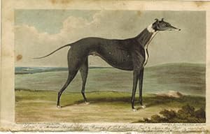 Bild des Verkufers fr Piper, a celebrated Greyhound. First edition of the aquatint. zum Verkauf von Wittenborn Art Books