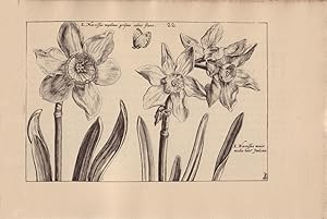 Image du vendeur pour Hortus Floridus; The First Book, Contayninge a very lively and true Description of the Flowers of Springe mis en vente par Rare Illustrated Books