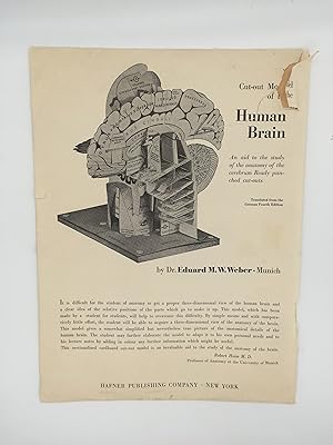 Imagen del vendedor de Cut-Out Model of the Human Brain a la venta por Rivendell Books Ltd.