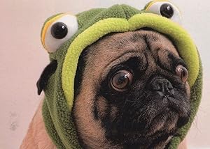 Mops Dog With Frog Funny Hat Comic German Animal Postcard