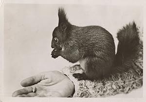 Baby Switzerland Squirrel In Giant Hand 1950s RPC Postcard