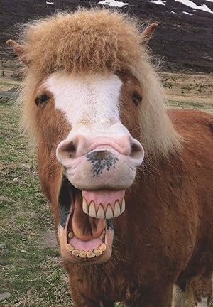Get Me A Dentist Crooked Teeth Laughing Horse German Comic Postcard
