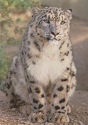 Jersey Snow Leopard Preservation Zoo Park Postcard