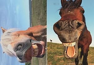 Laughing Horse 2x Comic Animal Postcard s
