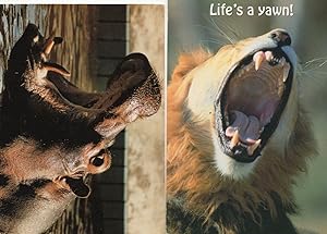 Lion Hippopotamus Yawning Life's A Yawn 2x Comic Animal Postcard