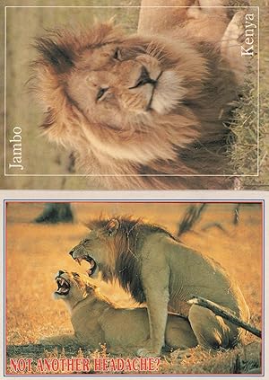 Jambo Kenya Lion Smiling Mint Postcard + Comic Bonus Card