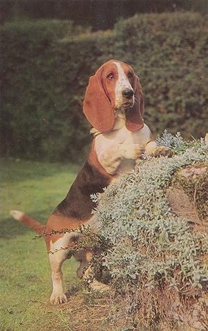 Bassett Hound Dog 1970s Salmon Postcard