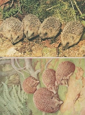Stag Beetle Insect vs Hedgehogs Painting 2x Postcard s