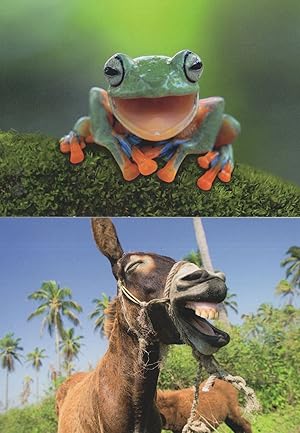 Laughing Horse Frog 2x Comic German Animal Postcard s