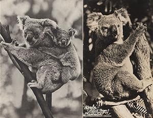 Koala Bear 2x Antique Australian Postcard s