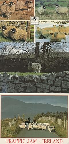 Highlands & Yorkshire Dales Sheep Irish Traffic Jam 3x Postcard s