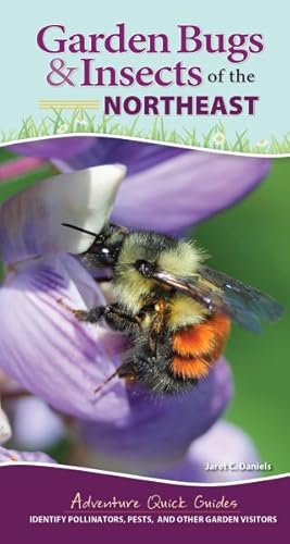 Seller image for Garden Bugs & Insects of the Northeast : Identify Pollinators, Pests, and Other Garden Visitors for sale by GreatBookPrices