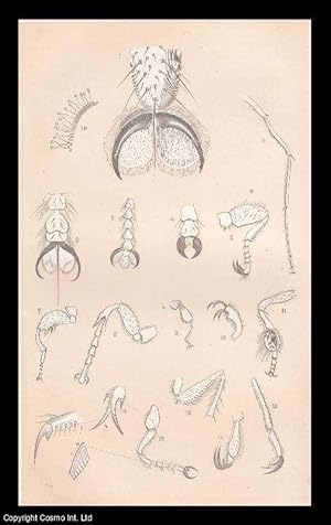 Immagine del venditore per The Feet of Insects. An original uncommon article from the Intellectual Observer, 1863. venduto da Cosmo Books
